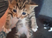 3 kittens