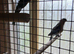 bonded pair of rosellas