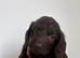 doxiepoo pups 1x female 4x male