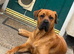 1 year old male boxer x lab needing new home