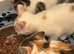 Kittens - mixed litter