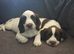 3 boy kc reg ready to leave now