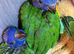Hand-Reared Rainbow Lorikeets