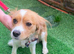 Cavalier x spaniel boy 1 year old