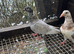 Coloured racing pigeons