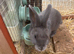 Two stunning mini Rex buck