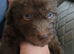 6 Beautiful Rillington Bedlington Terrier Puppies