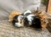 3 Lovely pretty female baby guinea pigs.