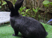 PURE BRED Baby Continental Giant Bucks - READY TO RESERVE