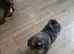 2 beautiful shi Zu cross dachshund puppies