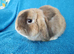 Adult mini lop for sale