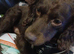 Irish water x cocker spaniel