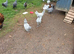 Araucana pullets available