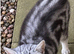 Adult silver tabby girl