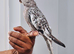 Beautiful baby hand tamed & untamed cockatiels for sale.