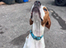 ONE YEAR OLD ENGLISH POINTER
