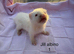 3 albino Jill kits ready to leave