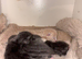 Outstanding Russian blue mixed kittens