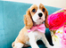 KC Registered Blenheim puppies