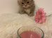 British shorthair kittens