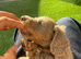 miniature dachshunds