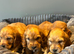 Beautiful golden purebred cocker spaniels
