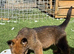 Working line German shepherd puppies