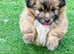 Shih Tzu cross sheltie puppies
