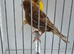 BEAUTIFUL PROVEN PAIR OF PHAEO