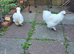 Pair of Young White Silkie Chickens - Healthy & Just Started Laying!