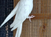 Albino female cockatiel