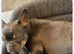 French Bulldog Puppies – Blue & Tan (8 weeks old)