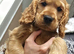 Show cocker spaniel