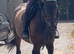TB mare 15.2 10yrs happy hack all rounder ROR eligible