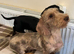 Miniature chocolate dapple wire dachshund
