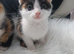 Female Kittens