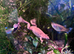 African dwarf Frogs