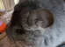 Two adorable well behaved chinchillas looking for new home