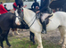 Grab a once-in-a-lifetime ready to mauld horse! 15.1hh cob cross