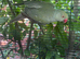 Green and gray Indian ring neck