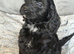 Cockapoo Puppies looking for there forever home