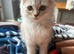 Rare chocolate Persian girl and cream/white boy kitten