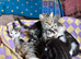 Beautiful kittens ready now