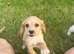 Beautiful cavachon x cocker puppies