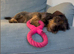 Missing Wire-Haired Miniature Dachshund