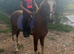 Stunning 11.2hh coloured gelding