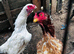 Aseel Shamo cock and 2 hen