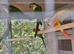 Green cheek conures