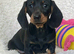 Beautiful miniature dachshund puppies