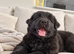 BLUE LONG-HAIRED SHAR PEI X BERNESE MOUNTAIN DOG PUPPIES